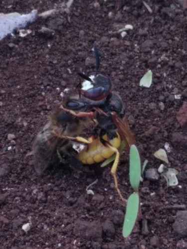 control de palomas san isidro
